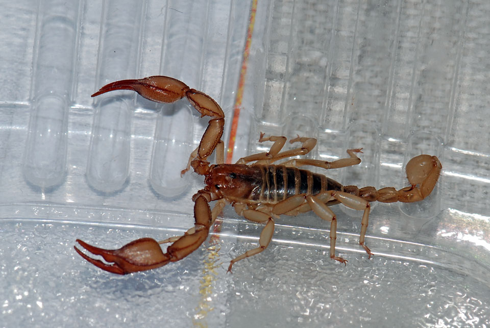 Euscorpius aquilejensis